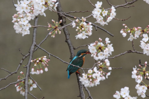 2018/3月 SIGMA150-600C+7D2 焦点距離600mm F8 ss1/500 ISO1600
