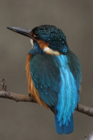 約0.66倍トリミング 2018/3月 SIGMA150-600C+7D2 焦点距離600mm F8 ss1/250 ISO640