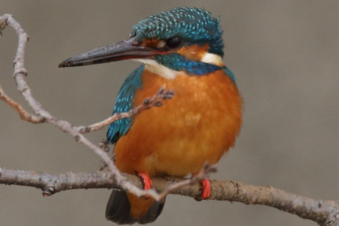 約0.66倍トリミング 2018/3月 SIGMA150-600C+7D2 焦点距離600mm F8 ss1/250 ISO800