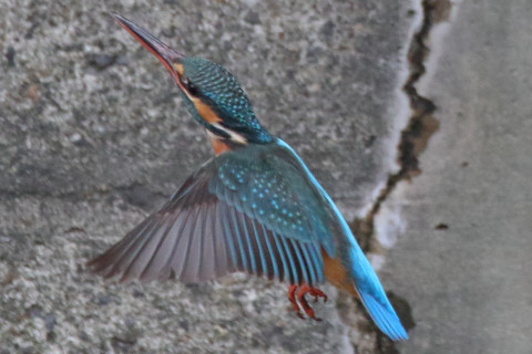 約0.66倍トリミング 2018/3月 SIGMA150-600C+7D2 焦点距離600mm F8 ss1/1000 ISO3200 Case3