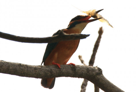約0.47倍トリミング 2018/3月 SIGMA150-600C+7D2 焦点距離600mm F8 ss1/1000 ISO125