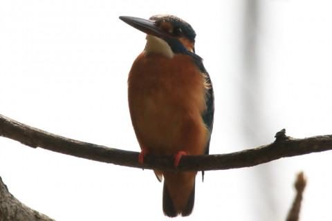 約0.47倍トリミング 2018/3月 SIGMA150-600C+7D2 焦点距離600mm F8 ss1/1250 ISO200