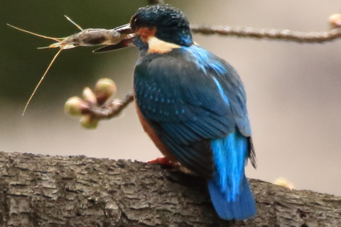 トリミング 2018/3月 SIGMA150-600C+7D2 焦点距離600mm F8 ss1/800 ISO1600
