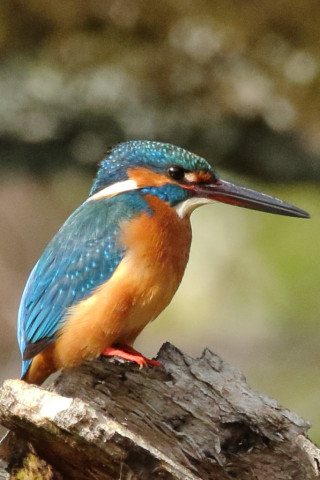 トリミング 2018/3月 SIGMA150-600C+7D2 焦点距離600mm F8 ss1/2000 ISO2500