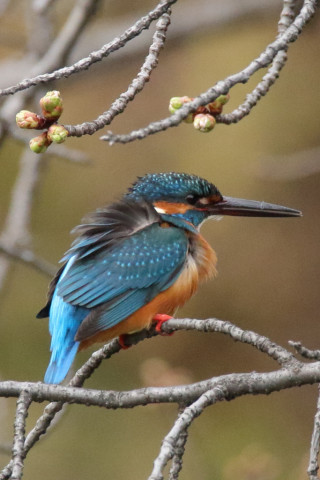 約0.66倍トリミング 2018/3月 SIGMA150-600C+7D2 焦点距離600mm F8 ss1/640 ISO3200