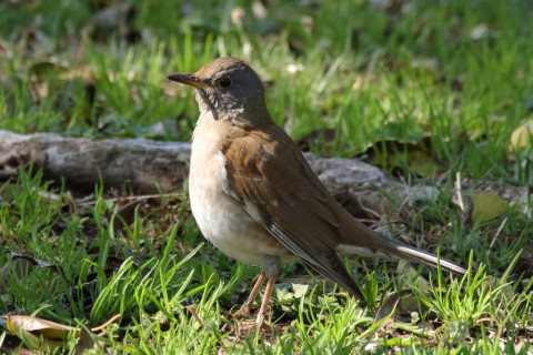 約0.47倍トリミング 2018/3月 SIGMA150-600C+7D2 焦点距離600mm F8 ss1/250 ISO500