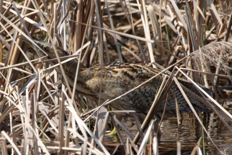 約0.47倍トリミング 2018/3月 SIGMA150-600C+7D2 焦点距離600mm F8 ss1/1000 ISO400