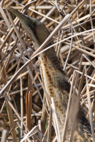 約0.66倍トリミング 2018/3月 SIGMA150-600C+7D2 焦点距離600mm F8 ss1/1000 ISO400