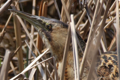 トリミング 2018/3月 SIGMA150-600C+7D2 焦点距離600mm F8 ss1/1000 ISO320