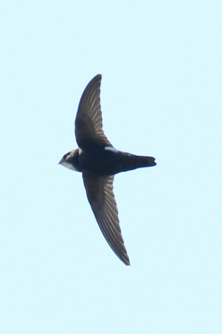 トリミング 2018/3月 SIGMA150-600C+7D2 焦点距離600mm F8 ss1/1000 ISO160 Case3