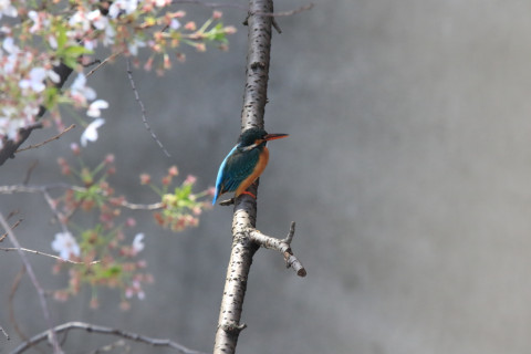 2018/3月 SIGMA150-600C+7D2 焦点距離600mm F8 ss1/800 ISO2500