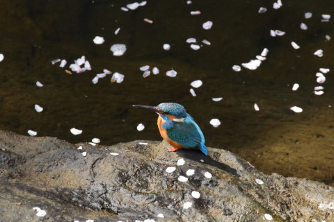 2018/3月 SIGMA150-600C+7D2 焦点距離600mm F8 ss1/320 ISO3200