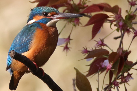 トリミング 2018/3月 SIGMA150-600C+7D2 焦点距離600mm F8 ss1/640 ISO640