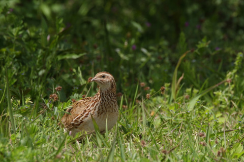 2018/4月 SIGMA150-600C+7D2 焦点距離600mm F8 ss1/500 ISO200