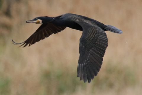 約0.47倍トリミング 2018/4月 SIGMA150-600C+7D2 焦点距離600mm F8 ss1/1600 ISO1250 Case3