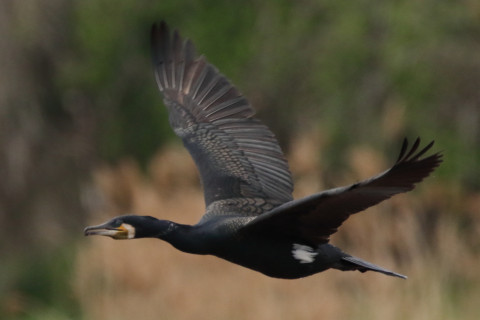約0.47倍トリミング 2018/4月 SIGMA150-600C+7D2 焦点距離600mm F8 ss1/1600 ISO1250 Case3