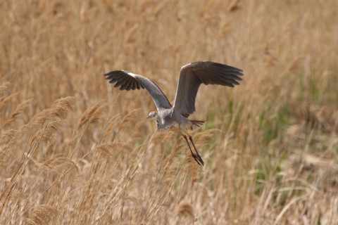 2018/4月 SIGMA150-600C+7D2 焦点距離600mm F8 ss1/1600 ISO640 Case3