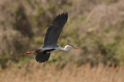 2018/4月 SIGMA150-600C+7D2 焦点距離600mm F8 ss1/1600 ISO640 Case3
