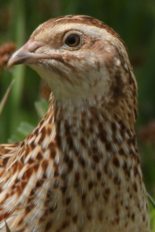 トリミング 2018/4月 SIGMA150-600C+7D2 焦点距離600mm F8 ss1/500 ISO200