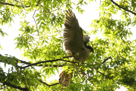2018/4月 SIGMA150-600C+7D2 焦点距離600mm F8 ss1/640 ISO500 Case3
