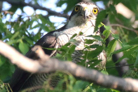トリミング 2018/4月 SIGMA150-600C+7D2 焦点距離600mm F8 ss1/400 ISO2500