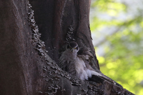 2018/4月 SIGMA150-600C+7D2 焦点距離600mm F8 ss1/250 ISO3200