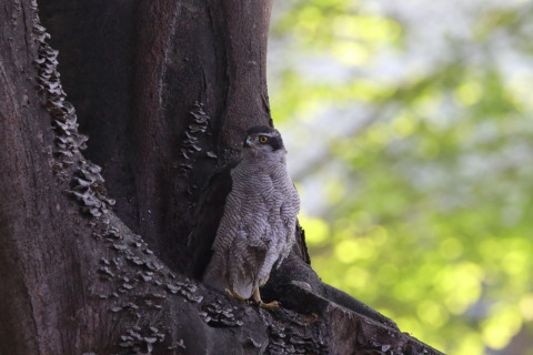 2018/4月 SIGMA150-600C+7D2 焦点距離600mm F8 ss1/250 ISO3200
