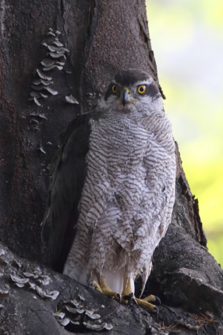 約0.47倍トリミング 2018/4月 SIGMA150-600C+7D2 焦点距離600mm F6.3 ss1/160 ISO1600