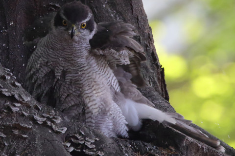 約0.47倍トリミング 2018/4月 SIGMA150-600C+7D2 焦点距離600mm F8 ss1/250 ISO3200