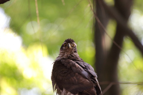 2018/4月 SIGMA150-600C+7D2 焦点距離600mm F6.3 ss1/320 ISO1600