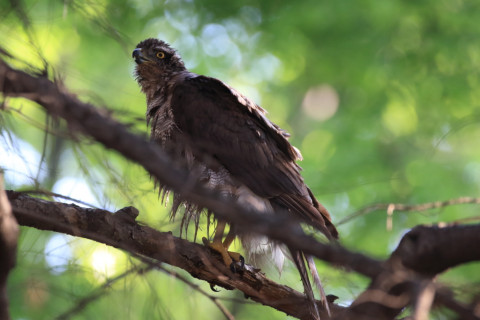 2018/4月 SIGMA150-600C+7D2 焦点距離484mm F6.3 ss1/250 ISO2000