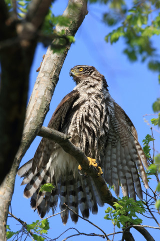 2018/4月 SIGMA150-600C+7D2 焦点距離516mm F8 ss1/250 ISO160