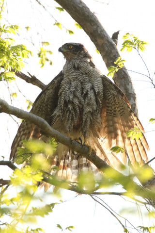 2018/4月 SIGMA150-600C+7D2 焦点距離600mm F8 ss1/2500 ISO1600