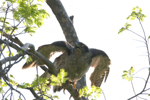 2018/4月 SIGMA150-600C+7D2 焦点距離600mm F8 ss1/2000 ISO320 Case3