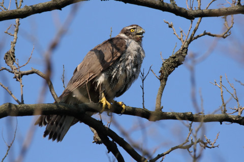 2018/4月 SIGMA150-600C+7D2 焦点距離600mm F8 ss1/2000 ISO1000
