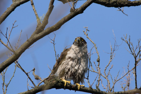 2018/4月 SIGMA150-600C+7D2 焦点距離600mm F8 ss1/2000 ISO1000
