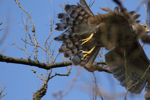 2018/4月 SIGMA150-600C+7D2 焦点距離600mm F8 ss1/2000 ISO1000 Case3