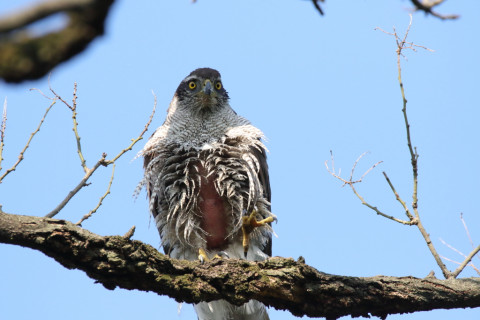 2018/4月 SIGMA150-600C+7D2 焦点距離600mm F8 ss1/2000 ISO1250