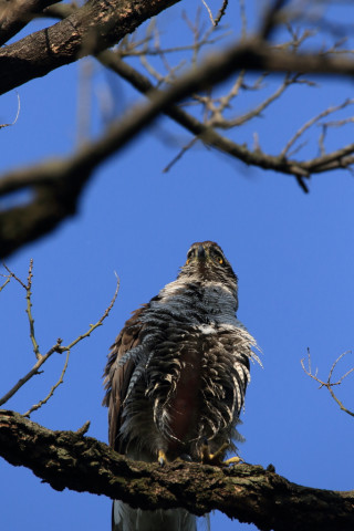 2018/4月 SIGMA150-600C+7D2 焦点距離600mm F8 ss1/2000 ISO800