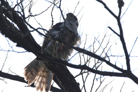 2018/4月 SIGMA150-600C+7D2 焦点距離516mm F8 ss1/2000 ISO500