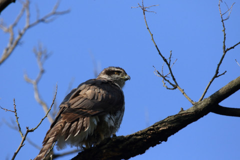 2018/4月 SIGMA150-600C+7D2 焦点距離600mm F8 ss1/1600 ISO800