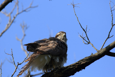 2018/4月 SIGMA150-600C+7D2 焦点距離600mm F8 ss1/1600 ISO1000