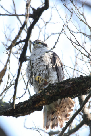 2018/4月 SIGMA150-600C+7D2 焦点距離600mm F8 ss1/1600 ISO3200