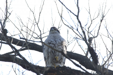 2018/4月 SIGMA150-600C+7D2 焦点距離600mm F8 ss1/1600 ISO400