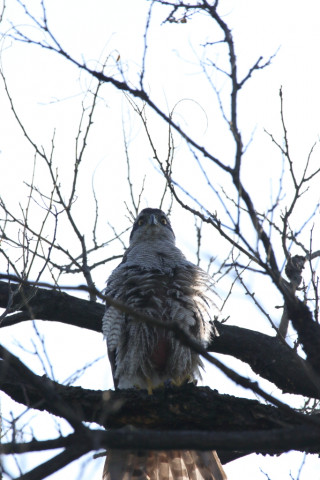 2018/4月 SIGMA150-600C+7D2 焦点距離600mm F8 ss1/1600 ISO250