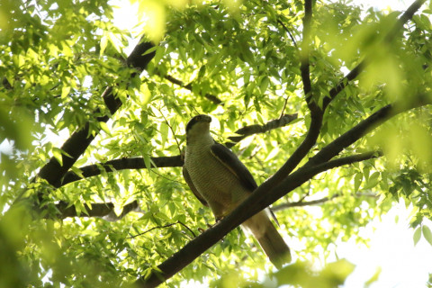 2018/4月 SIGMA150-600C+7D2 焦点距離600mm F8 ss1/1000 ISO1250