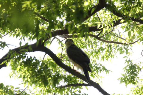2018/4月 SIGMA150-600C+7D2 焦点距離600mm F8 ss1/800 ISO500
