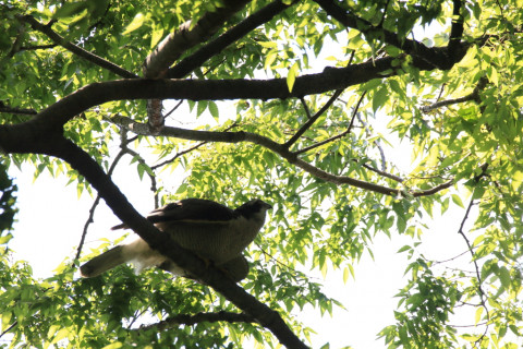 2018/4月 SIGMA150-600C+7D2 焦点距離600mm F8 ss1/500 ISO200