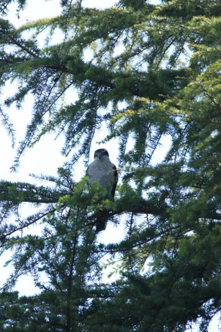 2018/4月 SIGMA150-600C+7D2 焦点距離600mm F8 ss1/1250 ISO800