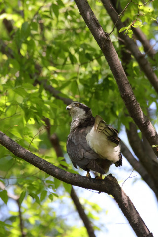 2018/4月 SIGMA150-600C+7D2 焦点距離600mm F8 ss1/1000 ISO3200
